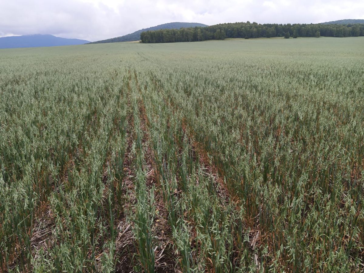 Неблагоприятные погодные условия в Хакасии влияют на кормозаготовку ﻿и урожайность зерновых культур